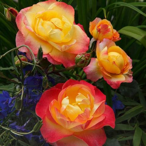 Three rose blooms in yellow and pink on green stems with buds
