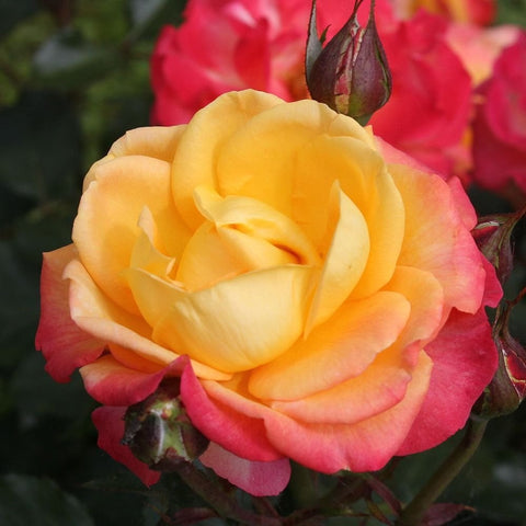 Yellow and pink rose bloom with layered petals and dark buds on stems
