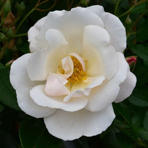 White rose bloom with layered petals and yellow center, surrounded by green leaves