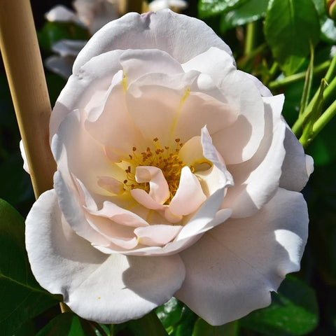 Cream-white rose flower with pale pink tinges on petals and yellow stamen center