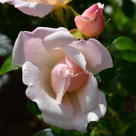 Light pink and pale rosebuds opening on a rose plant with soft layered petals