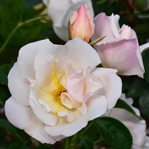 White rose blooms with soft pink edges and a yellow center, plus rosebuds