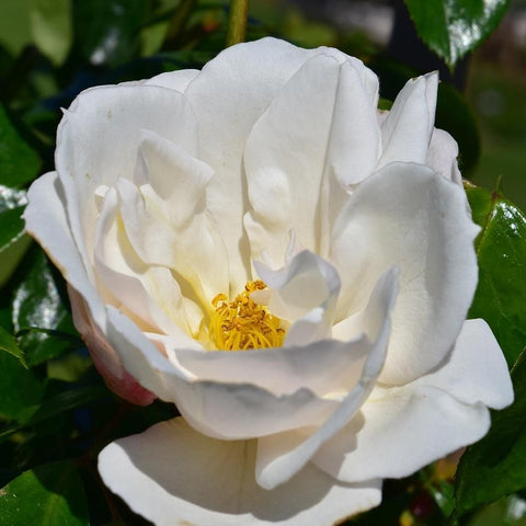 White rose flower with yellow center on a branch with glossy green leaves