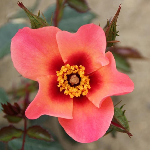 Coral-pink rose bloom with yellow center and pointed buds on green leaves