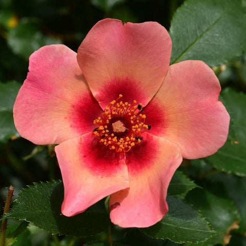 Large pink rose with a darker red center and yellow stamen