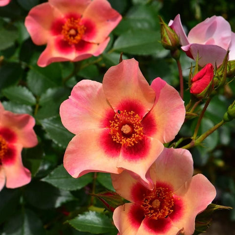 Orange-pink rose flowers with red centers, plus surrounding buds and green leaves