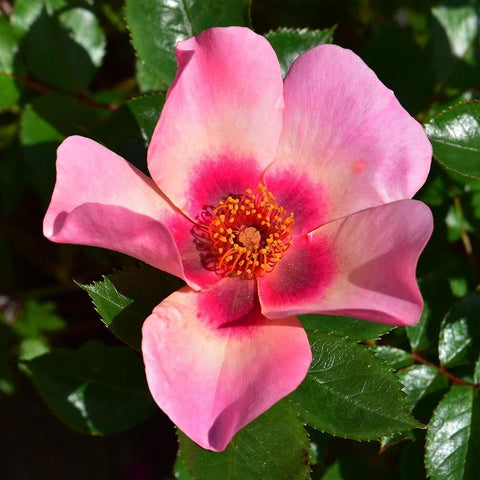 Pale pink rose bloom with vivid magenta-red center on green leaves