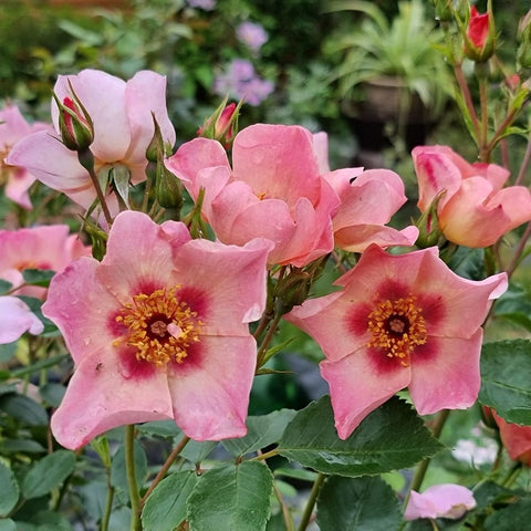 Pale pink rose blossoms with warm red centers on green stems and leaves