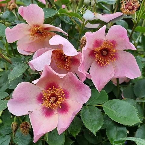 Light pink rose flowers with red-brown centers on green foliage