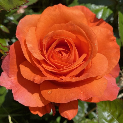 Orange rose bloom with layered petals and green leaves on branching stem