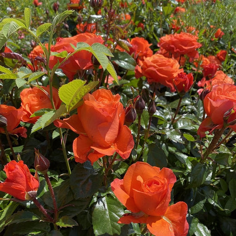 Cluster of orange roses with green leaves and buds on garden stems
