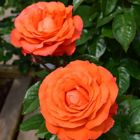 Two orange rose blossoms on stems with surrounding green leaves