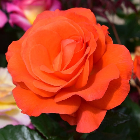 Large orange rose blossom with ruffled petals and green foliage