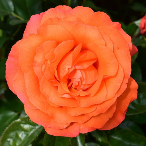 Orange rose bloom with tightly layered petals and surrounding green leaves