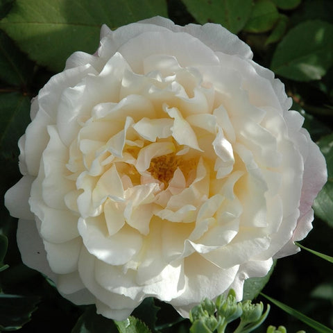 White rose flower with layered petals and golden center, close-up