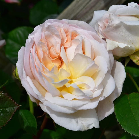 Pale pink and white rose flower with layered petals and golden center, close-up