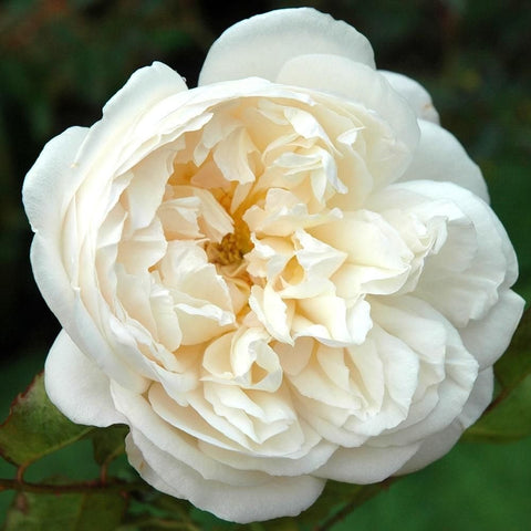 Creamy white rose flower with layered petals and golden center, close-up