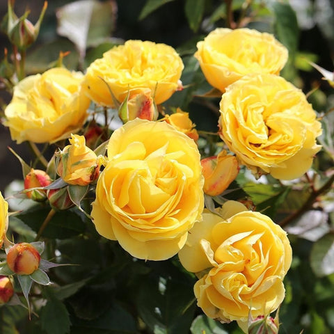 Yellow rose blooms on green stems with buds and glossy leaves