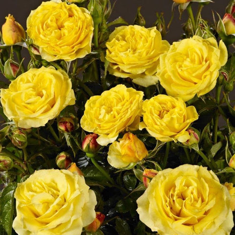 Yellow rose plant with multiple full blooms, buds, and glossy green leaves