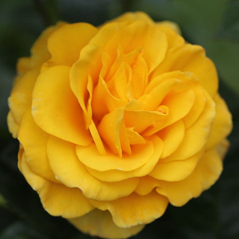 Yellow rose flower with layered petals