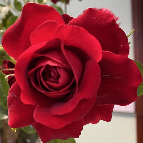 Red rose flower close-up with layered petals
