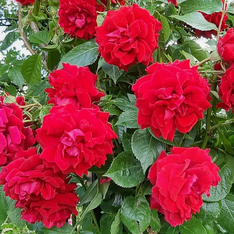 Red rose cluster with multiple blooms and green leaves