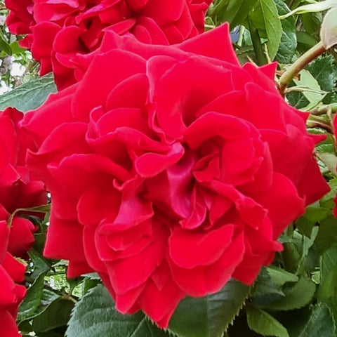 Bright red rose bloom with layered petals and green foliage