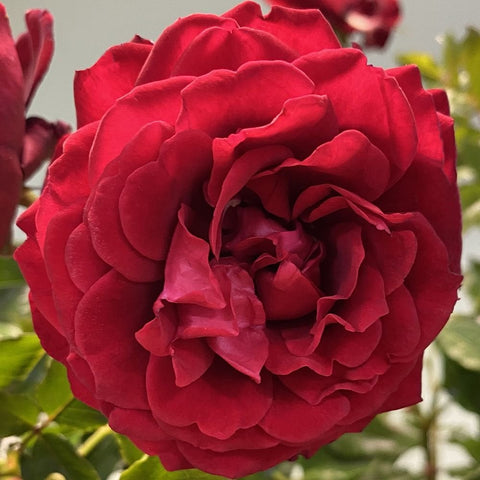Red rose bloom with dense layered petals