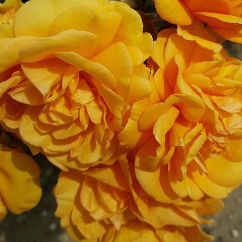 Cluster of yellow and orange rose blooms with layered, curled petals and buds
