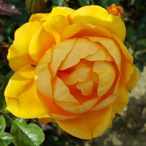 Yellow rose bloom with pale cream inner petals and orange center on green leaves