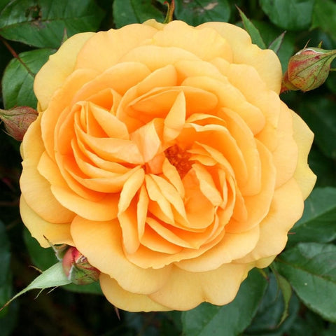 Yellow and orange rose flower close-up with layered petals on green stems