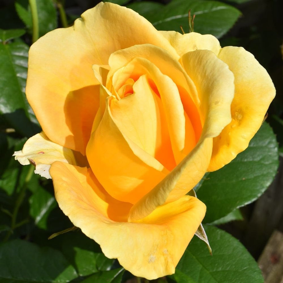 Global Beauty – Peter Beales Roses