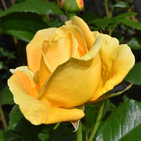 Yellow rose bloom with ruffled petals and subtle orange accents
