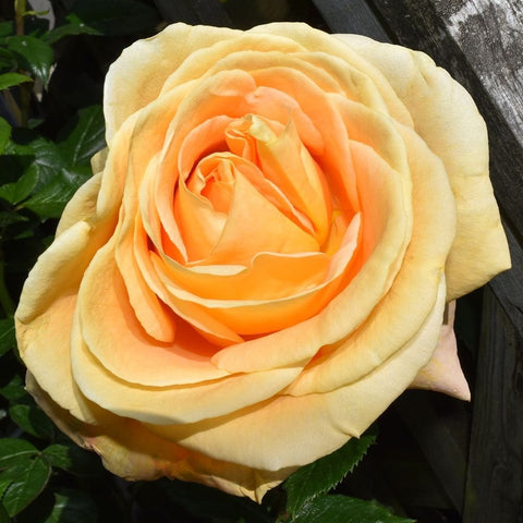 Cream and orange rose flower with dense layered petals