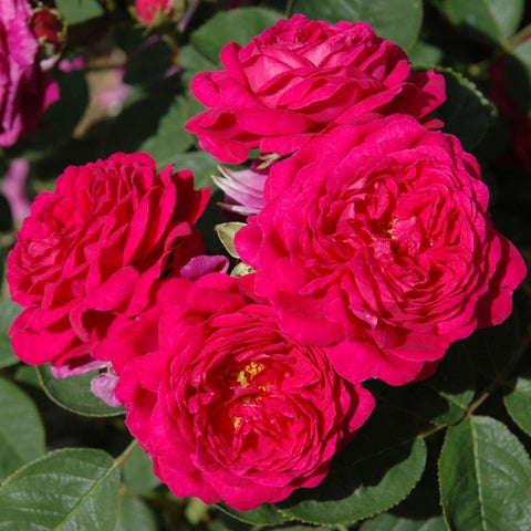 Pink rose cluster with layered petals and green leaves, close-up garden bloom