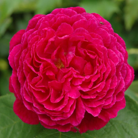 Fuchsia pink rose bloom with layered petals and small yellow center