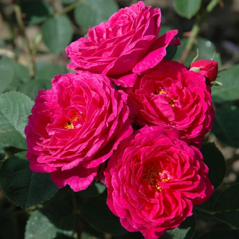 Five bright pink roses on stems with green leaves, bush bloom cluster