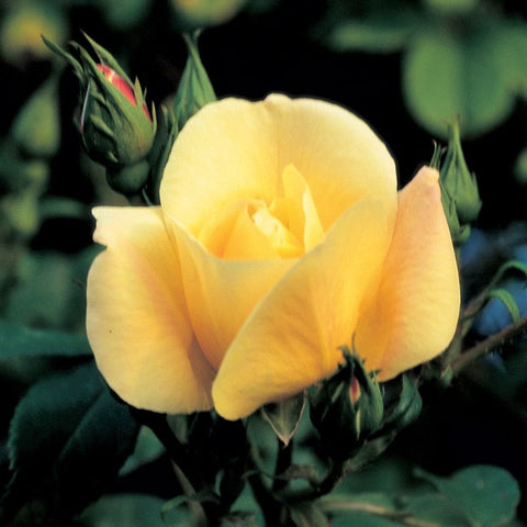 Yellow rose flower with green buds and stems
