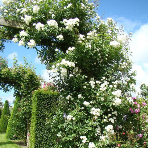 White rose garland with dense clusters of double blooms on a tall shrub