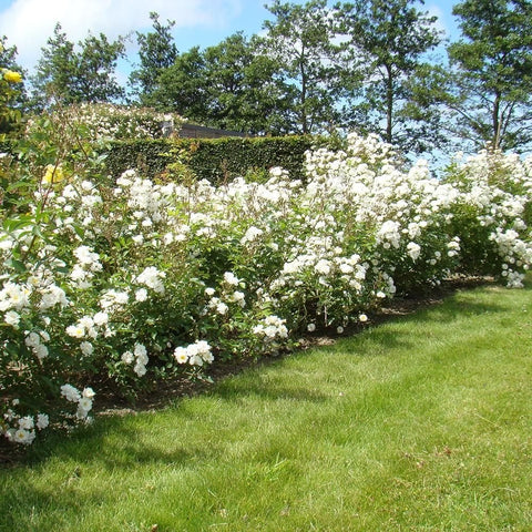 White rose garland forming a hedge with many clusters of white flowers