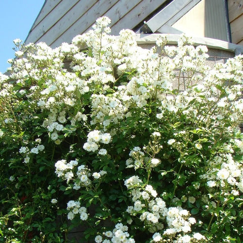 White rose garland shrub packed with masses of double white blossoms