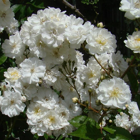 Close-up of white double rose garland flowers with green leaves