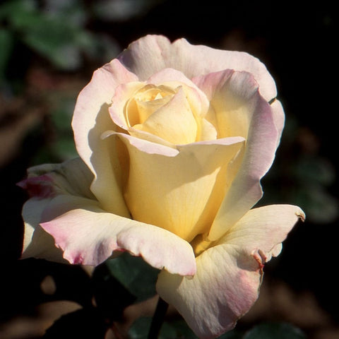Pale yellow rose with pink-tinged, ruffled petals
