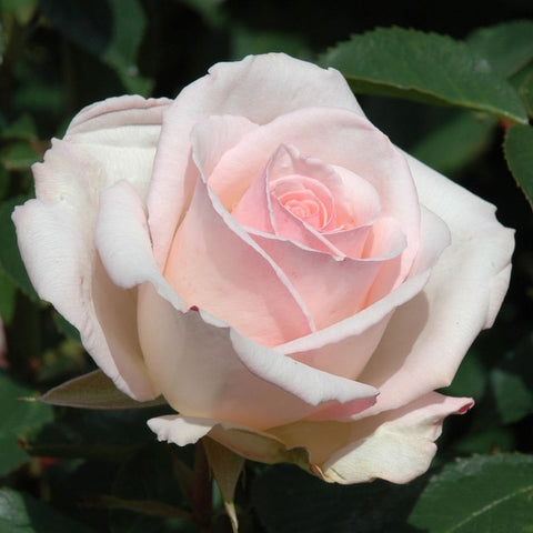 Pale pink rose bloom with layered petals