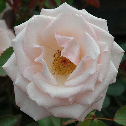 White rose bloom with pink center and yellow stamens