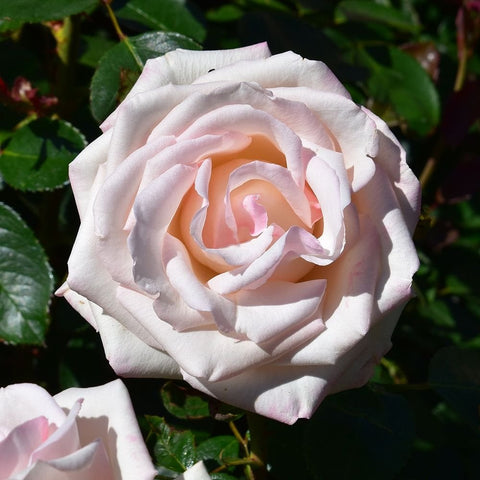 Light pink rose bloom with ruffled petals in full bloom
