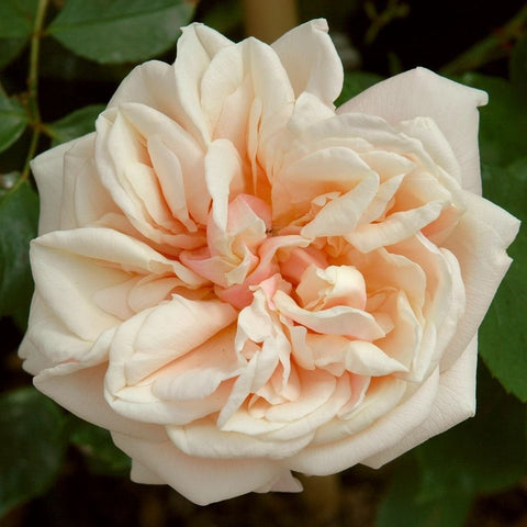 Cream and pale peach rose bloom with layered petals