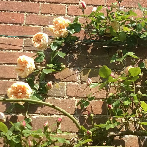 Rose plant with pale yellow-peach flowers, buds, and green leaves