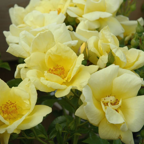 Yellow rose blossoms with layered petals and green leaves