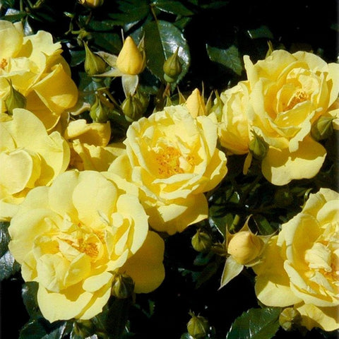 Cluster of pale yellow rose flowers with small buds and dark green leaves